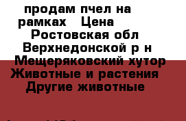 продам пчел на 9-10 рамках › Цена ­ 5 000 - Ростовская обл., Верхнедонской р-н, Мещеряковский хутор Животные и растения » Другие животные   